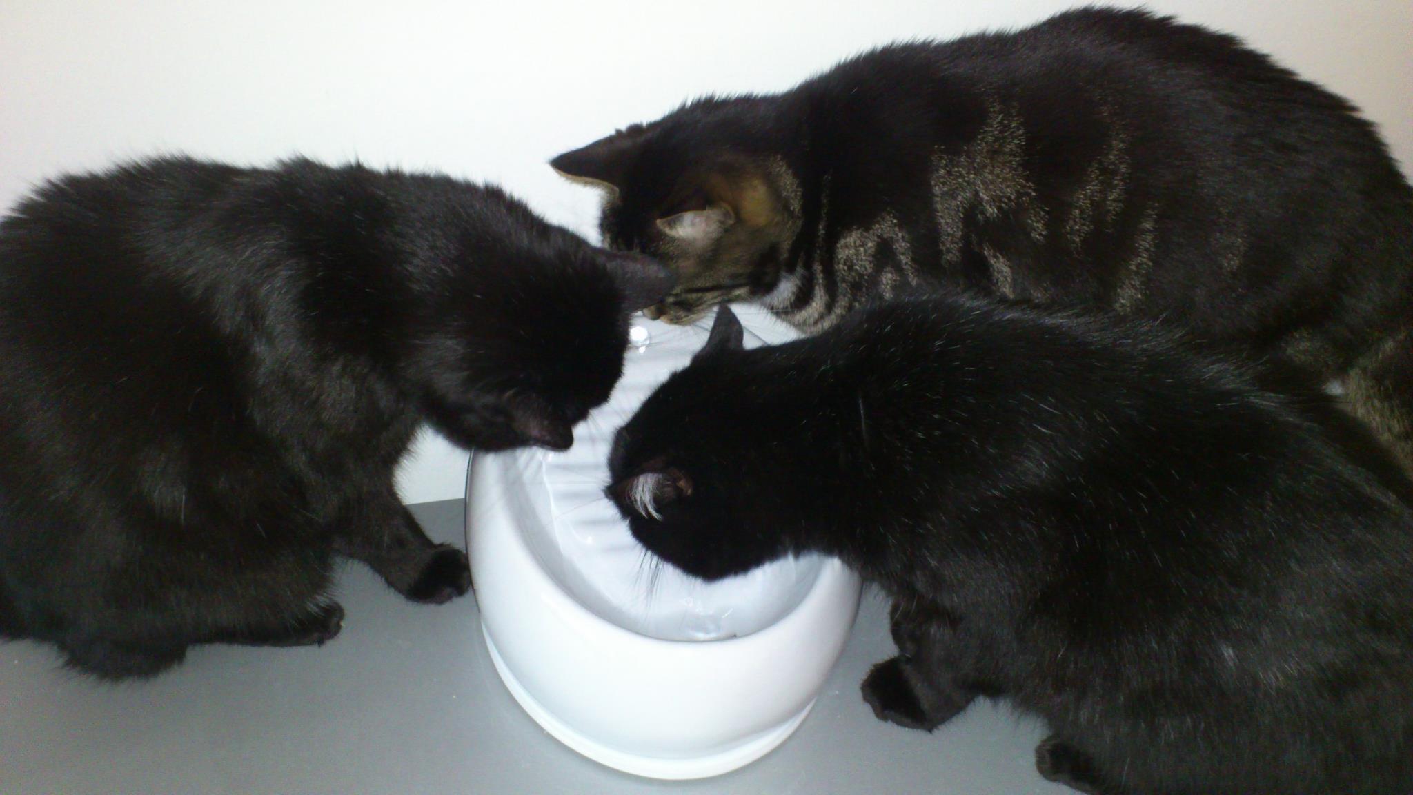 Drei schwarze Katzen trinken an unterschiedlichen Stellen aus dem Lucky-Kitty Katzenbrunnen