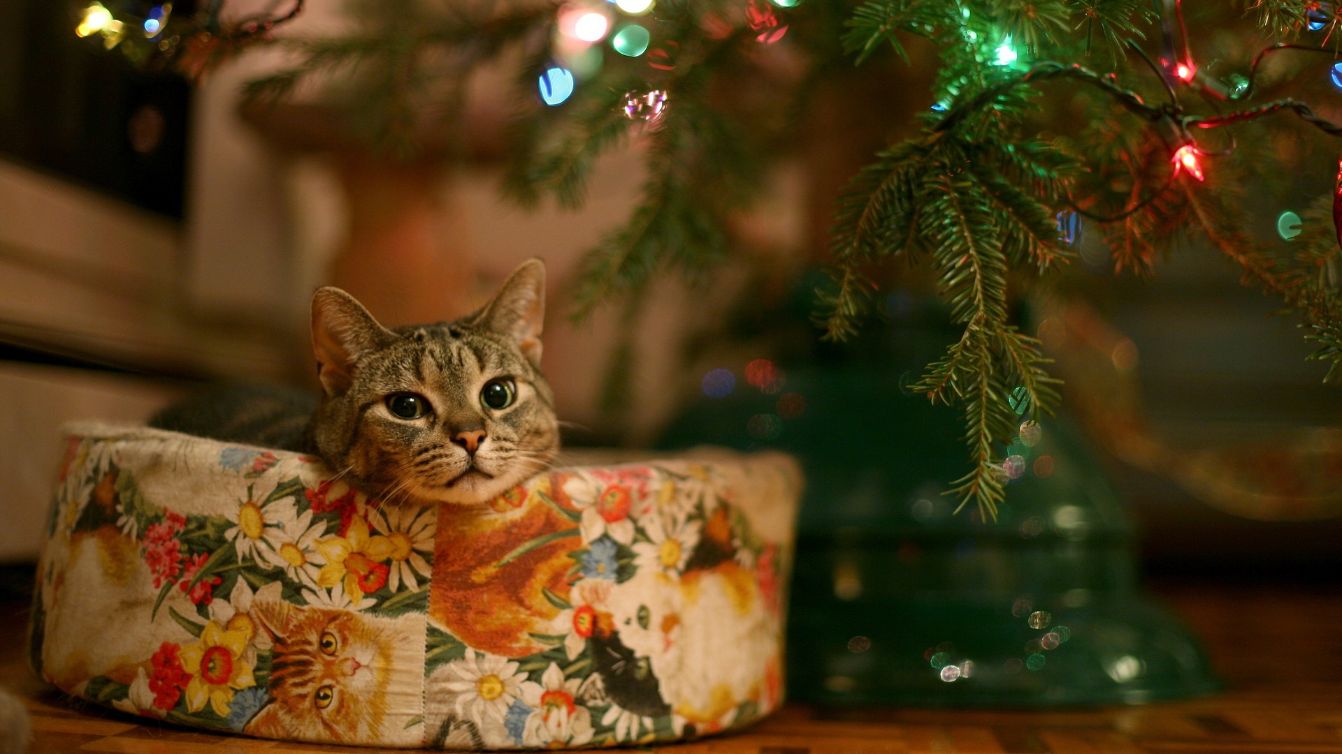 Geschenkidee Katzen und Katzenhalter weihnachtsgeschenk 