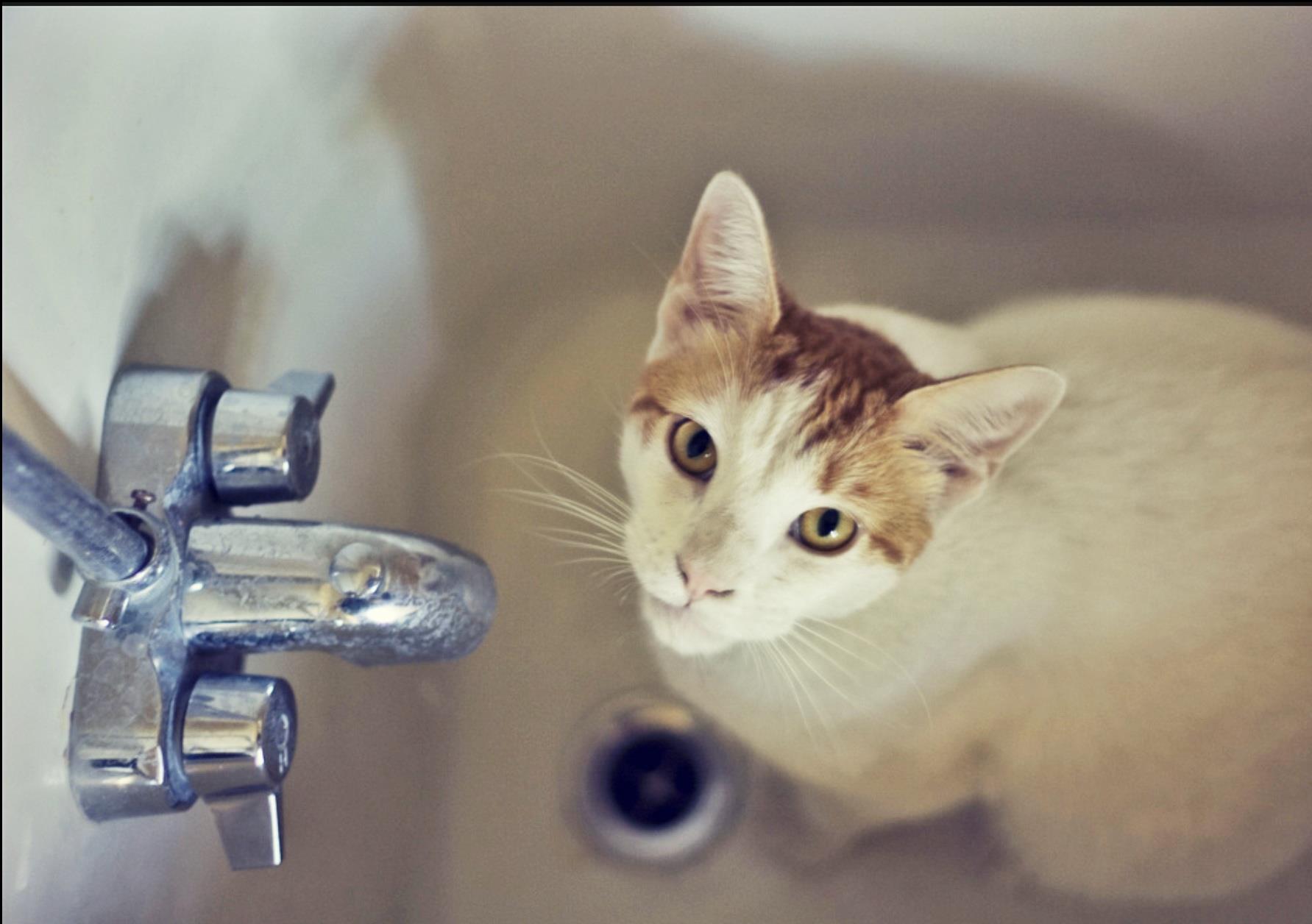 Katze trinkt am wasserhahn