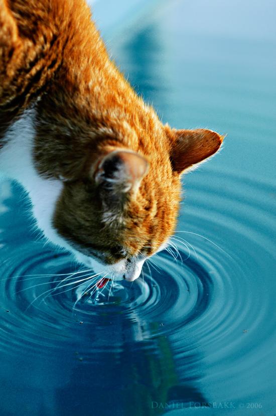 Katze Trinkt Viel Wasser Katze Trinkt Nicht 2019 09 25