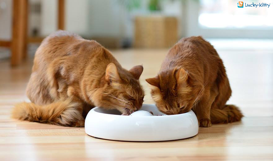 Abbildung des Lucky-Kitty Keramik Katzennapfes an dem zwei rothaarige Katzen gleichzeitig fressen.